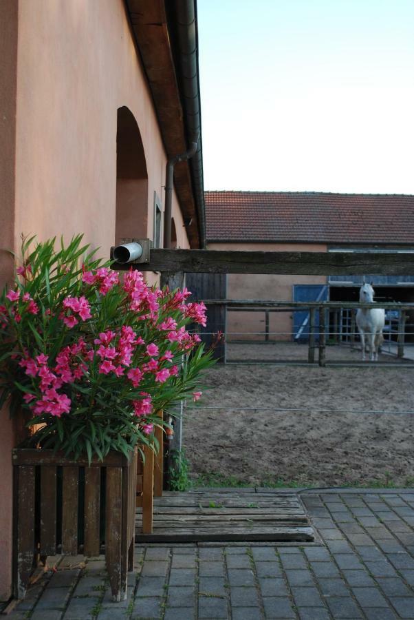 Ferienwohnung auf Pferdehof Dreetz Exterior foto